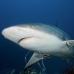 shark_reef_caribbean_oc_jar_v_0511_cub1600.jpg